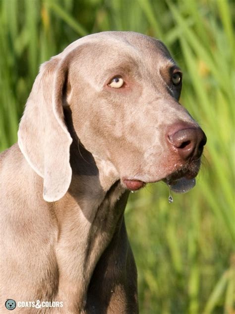 what color is a weimaraner.